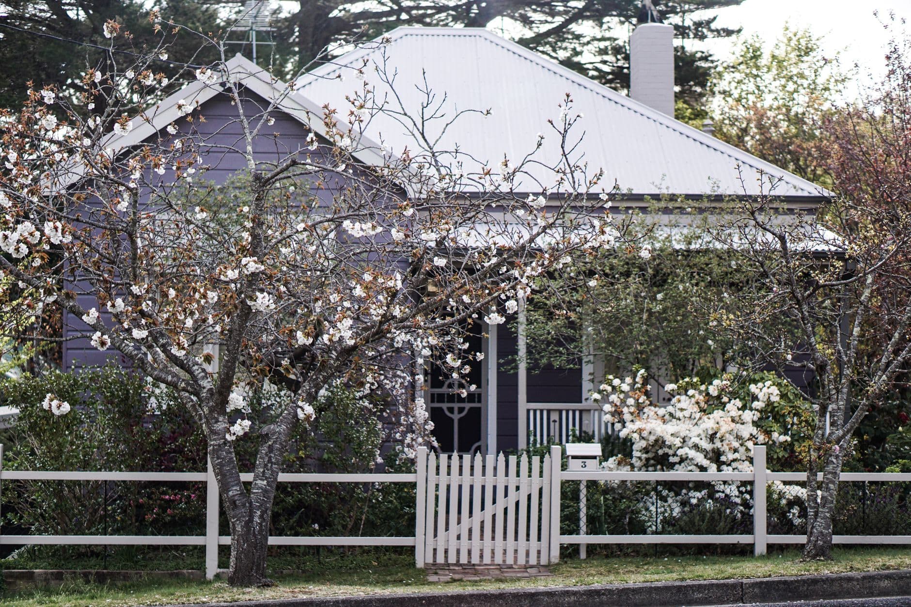 A heritage cottage with a corrugated iron roof behind a white picket fence and blossom trees