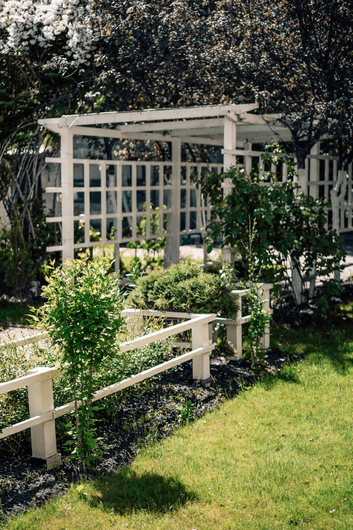A white timber pergola and trellis in a sunlit garden with spring blossom behind