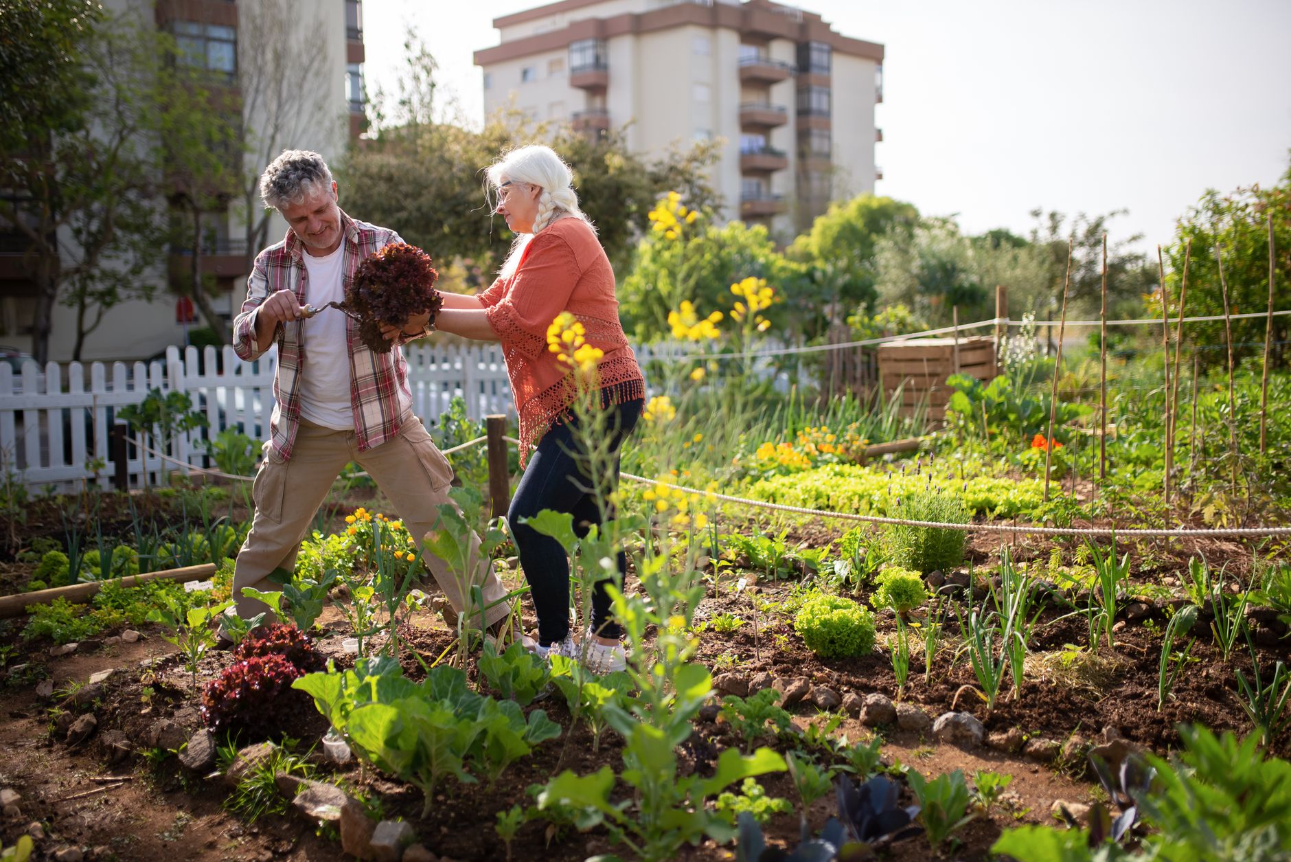 An older couple harvest lettuce together in a community vegetable garden